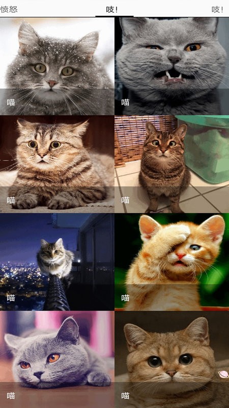 猫猫狗狗翻译器app